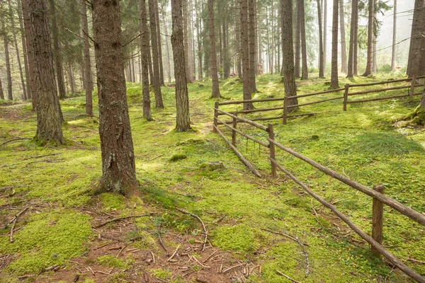 Una cerca dentro de un bosque típico de los Alpes italianos largo un camino de montaña —  Fotos de Stock