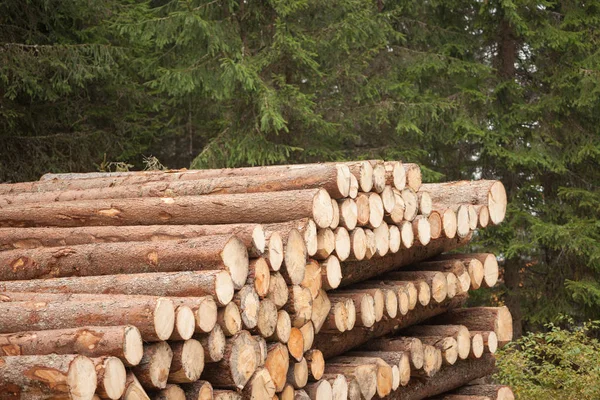 Snoeien dennenboom in een Italiaans bos. Doorsnede van een jonge dennenboom — Stockfoto