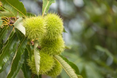 Sezon başında kestane ağacı