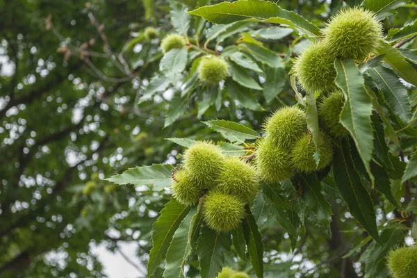 Sezon başında kestane ağacı