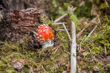 Genç Amanita Muscaria Dolomites 'te (İtalya) bir ormanda büyüdü.)