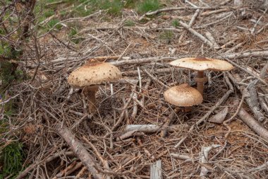 Mantarlar (makrolepiota procera) Dolomitler 'de bir ormanda yetişmiştir.