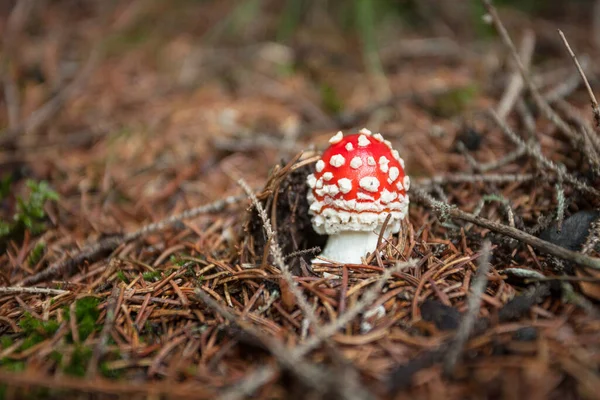 Jovem Amanita Muscaria Cresceu Dentro Uma Floresta Dolomites Itália — Fotografia de Stock