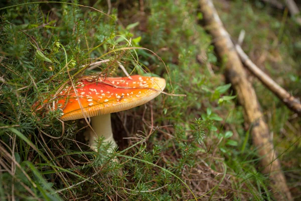 Jovem Amanita Muscaria Cresceu Dentro Uma Floresta Dolomites Itália — Fotografia de Stock