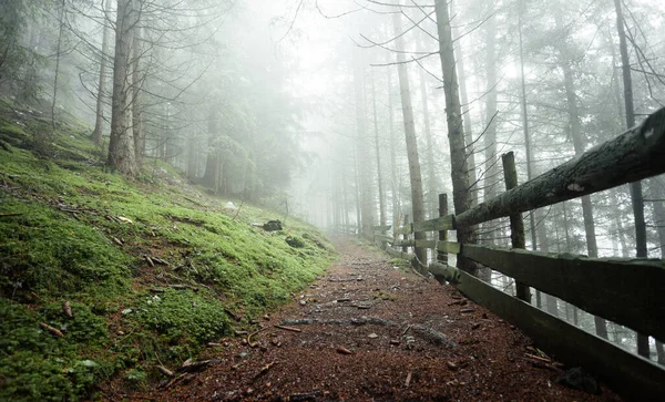 Una Giornata Nebbiosa Una Foresta Conifere Montagna Italiana — Foto Stock