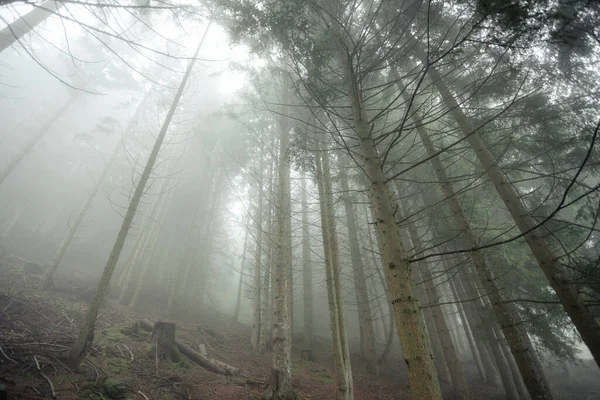 Una Giornata Nebbiosa Una Foresta Conifere Montagna Italiana — Foto Stock