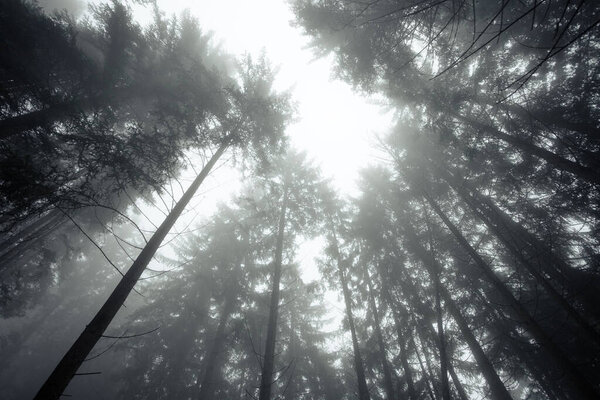 A foggy day inside an Italian mountain coniferous forest