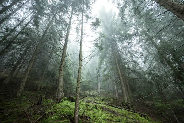 Una Giornata Nebbiosa Una Foresta Conifere Montagna Italiana — Foto Stock