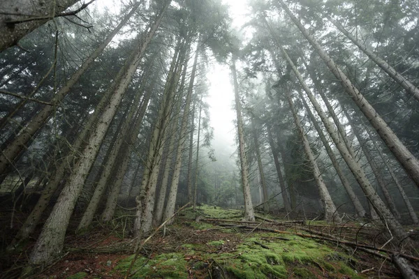 意大利高山针叶林中的一个多雾的日子 — 图库照片