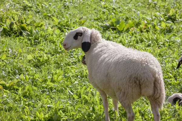 イタリアの山の牧草地でブリレンスカフの羊 — ストック写真