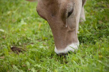 Dolomitler bölgesinde yeşil bir çayırda kahverengi bir inek.