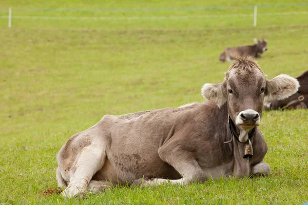 Una Vaca Alpina Marrón Descansando Pasto Verde Área Dolomitas —  Fotos de Stock