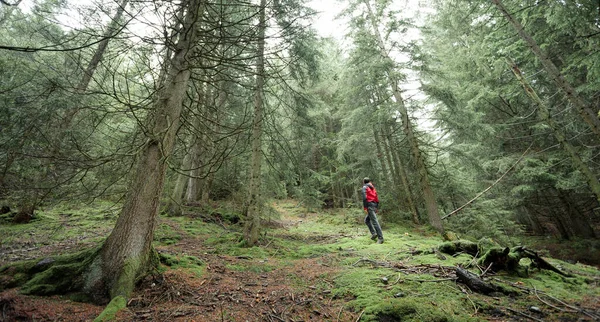 Sisli bir günde ormanda tek başına yürüyen bir adam.