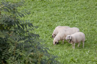 İtalyan dağlarının otlaklarında parlak koyunlar