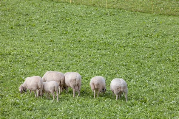 Brillenschaf Sheep Italian Mountain Pasture — Stock Photo, Image