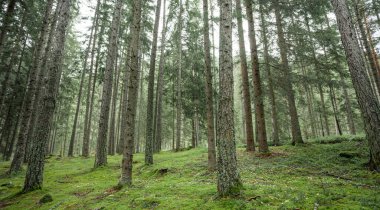 İtalyan bir dağ kozalaklı ormanında sisli bir gün.