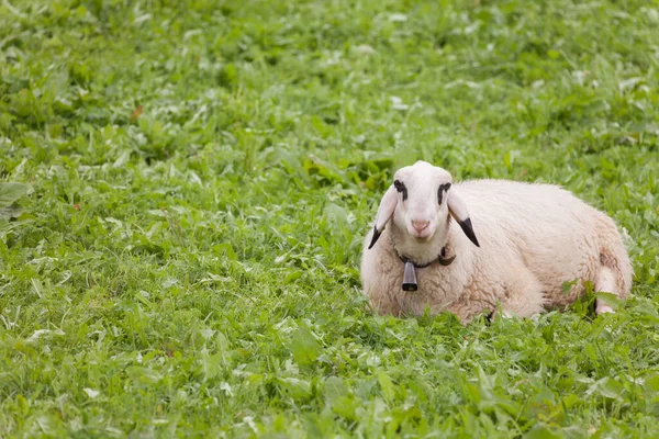 Brillenschaf Owca Włoskim Pastwisku Górskim — Zdjęcie stockowe
