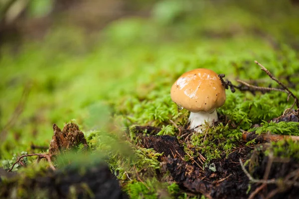 Cogumelo Crescido Dentro Uma Floresta Dolomites Itália — Fotografia de Stock