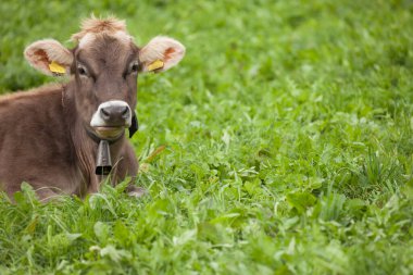 Dolomitler bölgesinde yeşil bir çayırda dinlenen kahverengi bir inek.