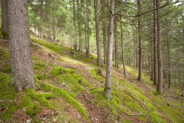 Dolomitler 'de bir çam ormanının içinde geniş bir manzara (İtalya)
