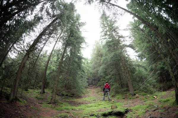 Hombre Caminando Solo Dentro Bosque Día Niebla —  Fotos de Stock