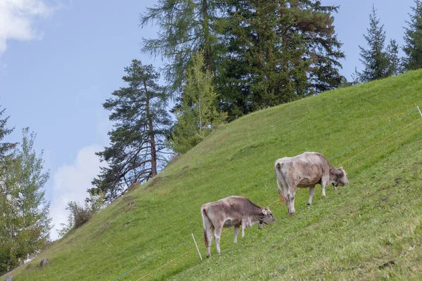 Коричневі Альпійські Корови Зеленому Пасовищі Районі Доломітів — стокове фото