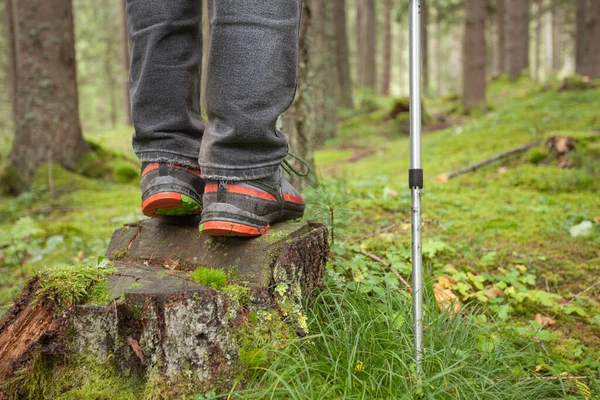 Wandern Wald Abseits Des Weges — Stockfoto