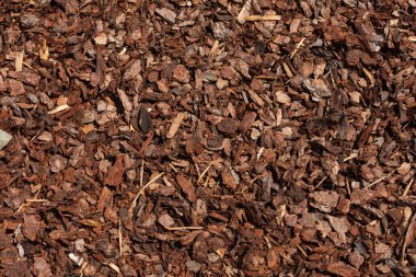 Bir İtalyan ormanında çam kabuğu kesmiş.