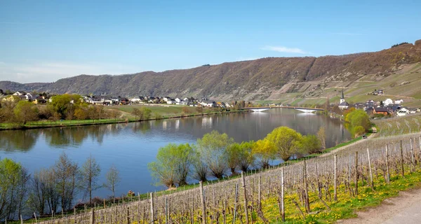 Mosel Nehri Nin Üzüm Bağları Manzara Parlak Piesport Rheinland Pfalz — Stok fotoğraf