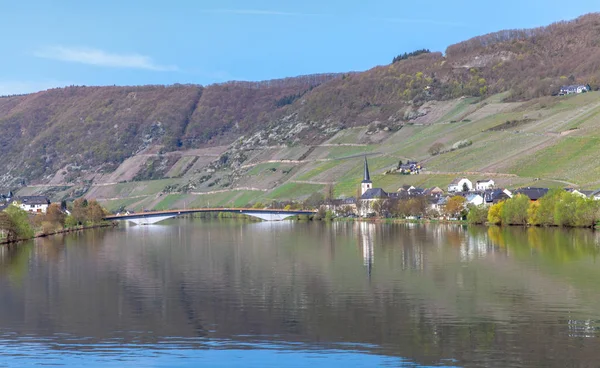 Mosel 河和葡萄园景观在明亮的春天绿色在 Piesport 莱茵河畔德国 — 图库照片
