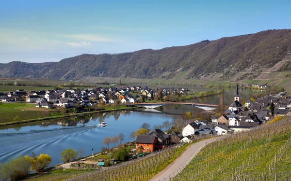 Mosel 河和葡萄园景观在明亮的春天绿色在 Piesport 莱茵河畔德国 — 图库照片