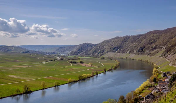 Mosel 河和葡萄园景观在明亮的春天绿色在 Piesport 莱茵河畔德国 — 图库照片