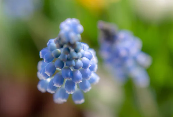 Jacinthes Bleues Printemps Fleurs Gros Plan Nature Printemps Milieux — Photo