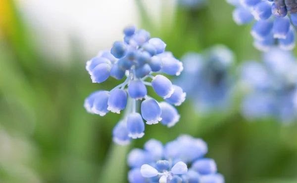 Jacinthes Bleues Printemps Fleurs Gros Plan Nature Printemps Milieux — Photo