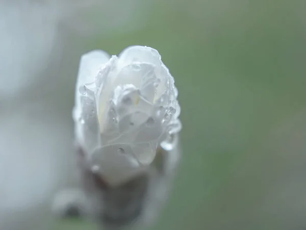 Stern Magnolie Blütenknospe Mit Regentropfen Natur Frühling Nahaufnahme Hintergrund — Stockfoto