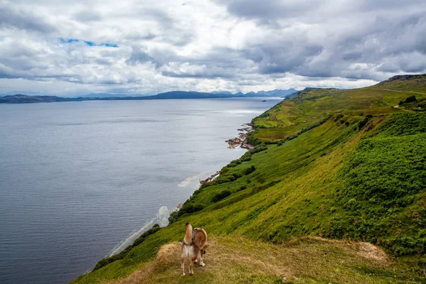 Zelené Pastviny Krajina Pobřeží Ostrově Isle Skye Skotsko Hebridy — Stock fotografie