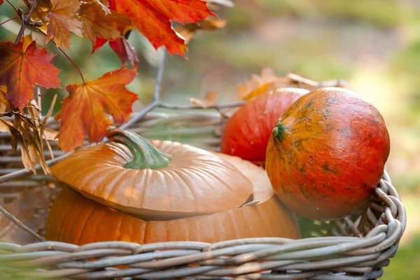 Pumpkins Basket Daylight Nature Background Autumn Season Vegetables — Stock Photo, Image