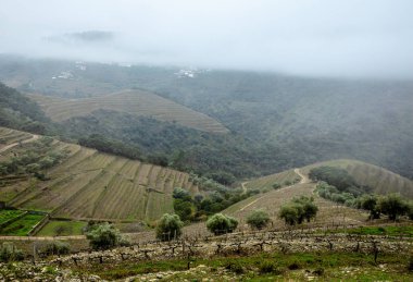Sisli Douro üzüm bağları ve zeytin bahçeleri peyzaj Portekiz Seyahat kırsal manzara