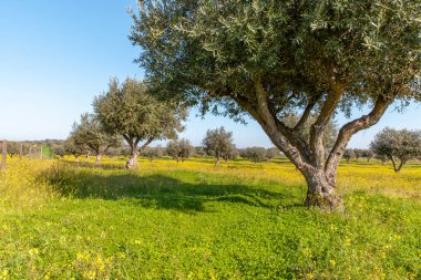 Çiçekli Olive Grove Alentejo Portekiz zeytin ağaçları kış manzara