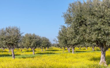 Flowery Olive Grove in Alentejo Portugal Olive Trees Landscape in Winter clipart