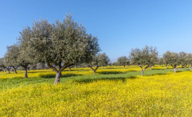 Çiçekli Olive Grove Alentejo Portekiz zeytin ağaçları kış manzara