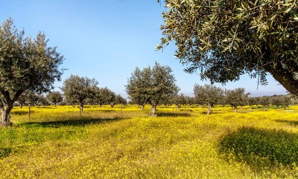 Virágos Olive Grove Alentejo Portugáliában Olajfaligetek Téli Táj — Stock Fotó