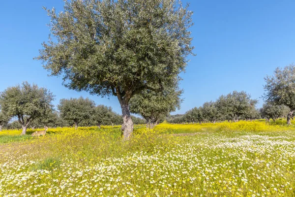 Virágos Olive Grove Alentejo Portugáliában Olajfaligetek Téli Táj — Stock Fotó