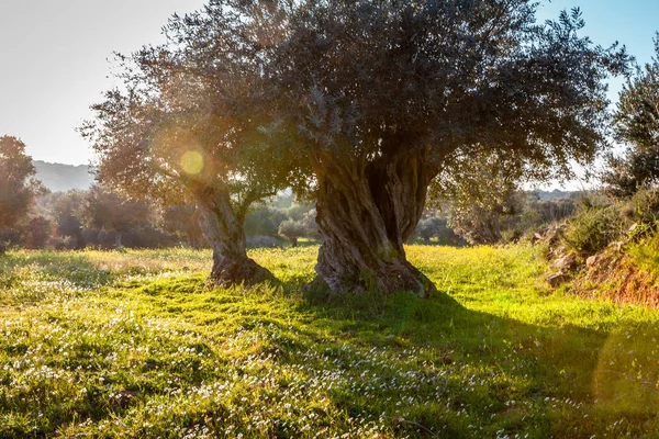 Régi Olajfák Grove Ban Fényes Reggeli Napfény Táj Alentejo Portugáliában — Stock Fotó