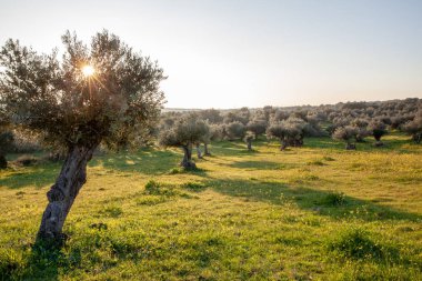 eski zeytin ağaçları grove parlak sabah güneş ışığı altında Alentejo manzara Portekiz