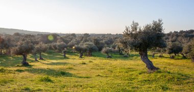 eski zeytin ağaçları grove parlak sabah güneş ışığı altında Alentejo manzara Portekiz
