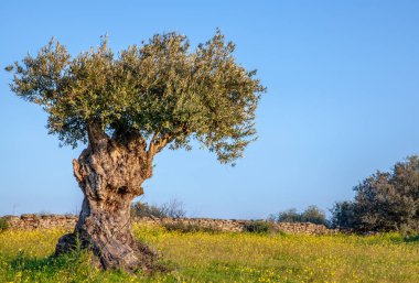 mavi gökyüzü ve çiçekli Alentejo manzara Portekiz eski zeytin ağacı