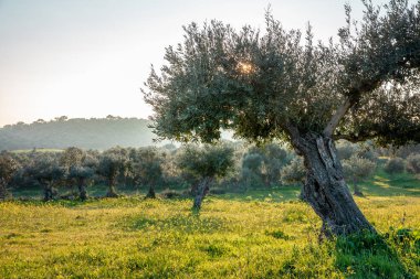 eski zeytin ağaçları grove parlak sabah güneş ışığı altında Alentejo manzara Portekiz