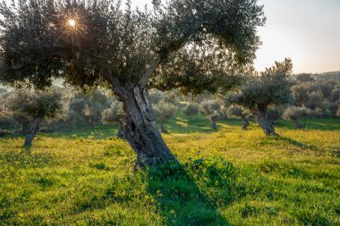 eski zeytin ağaçları grove parlak sabah güneş ışığı altında Alentejo manzara Portekiz