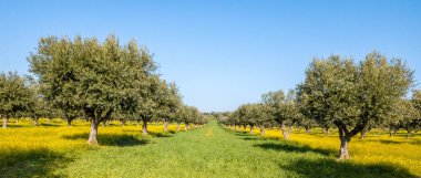 Çiçekli Olive Grove Alentejo Portekiz doğa zeytin ağaçları peyzaj